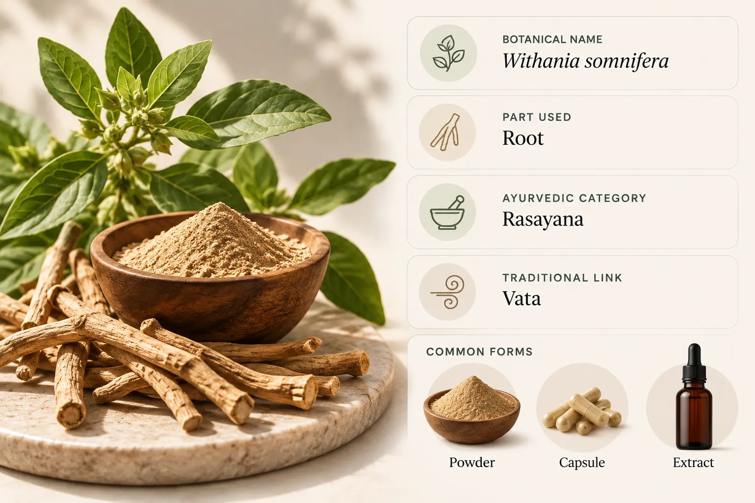 Powder in a wooden bowl with roots and leaves, beside an infographic listing Withania somnifera, Root, Rasayana, Vata, and forms Powder, Capsule, Extract on the right.